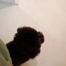 보령주교관창한우타운 | 보령 주교 관창한우타운, 카페 피에몬테, 디어터틀 초코케이크