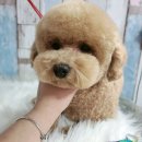 위드독스 샵 이미지