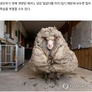 나는 선한 목자라 이미지