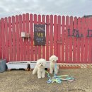 스텔라의 행복정원 이미지