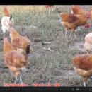 송농장 Daum카페