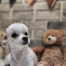 윤퍼피살롱 이미지