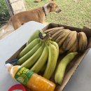 햇빛농장2 | 사이판 가족여행 추천코스 OK농장! 아이와 함께한 열대과일 농장 투어 강추하는 이유