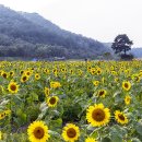 난정리(해바라기정원) 이미지