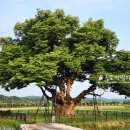 영풍 단촌리 느티나무 이미지