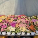 고와요 Daum카페