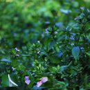 입술망초(Peristrophe japonica, Acanthaceae) 이미지