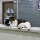 e-동물 메디컬 센터 이미지