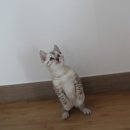 꼬맹이그루밍 이미지