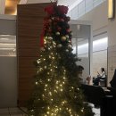 화수목호텔 | 2025 크리스마스 괌 여행/진에어/사전준비/괌 리프호텔/괌 롯데호텔 후기!!