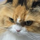 골골송