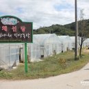 미사랑농장 | 채선당 친환경 야채농장 체험도 하고 양평 세미원도 가고!