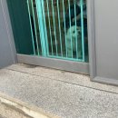 쭈 애견미용 이미지