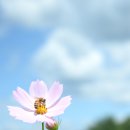 코스모스 이미지