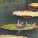 궁남지 전기자전거 대여소 | 부여 여행 코스 - 부여 10경 3경 궁남지 사계 인공 연못