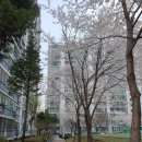 대전 아파트 벚꽃 이미지