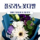 강남역 꽃집 플로라노 꽃다발 집에서 하루배송으로 받아본 후기