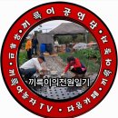 8/26.콜라비.김장무 밭 (벼룩잎벌래ㆍ진딧물) 방제 했어요 8/24.퍼티올 .칼슘 영양제 뿌렸어요 이미지