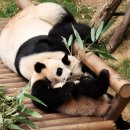 대나무랜드 이미지