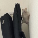 인성 이미지