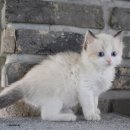 바다냥이네 이미지