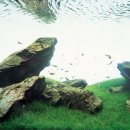 물속풍경 이미지