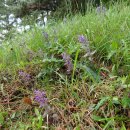 붉은조개나물 Ajuga multiflora f. rosea Y. N. Lee 1974 이미지