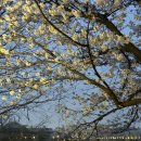 경기도 수원시 장안구 정조로943번길 | 수원 만석공원 벚꽃축제 오늘부터 시작 실시간 후기