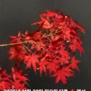 우정국 카카오 검색결과