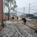 반려견 훈련소 및 반려견 호텔링 훈트가르텐 후기