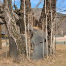 의령 세간리 은행나무 이미지