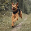 쿨한 강아지 이미지