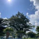 카페힐(CAFE HILL) | 싱가포르 뎀시힐 PS.Cafe 브런치 후기, 초록 속에서 즐긴 시간