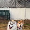 애견동산 네이버블로그