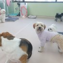 아토사랑스러워 이미지