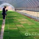 보령농축산물센터 티스토리