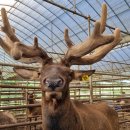 세마 사슴 이미지