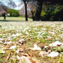 애화공원 이미지