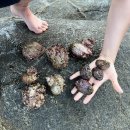 [경북 영덕] 대탄항 스노쿨링 포인트 (feat. 강구항 동광어시장, <b>우리</b><b>펜션</b>)