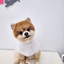 하나펫살롱 이미지