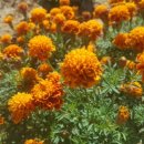 메리골드 이미지