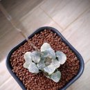 만상농장 이미지