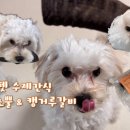바론펫푸드 | 바론펫푸드 | 강아지수제간식 흑염소뿔, 캥거루갈비 내돈내산 구매 후기