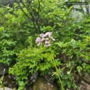 이마트24 R고연공단점 | 지리산 노고단 왕복 4시간 우중등산(책) 노고단 국립공원 예약방법