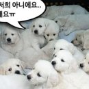 개판오분전 - 진주시 | 개판오분전