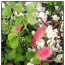 여우꼬리 이미지