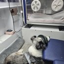 아임도그너 KU DogNor 3번째 헌혈 후기