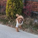 롯데동물병원 | 전주동물병원) 올리몰스동물병원 진료후기 #안과진료