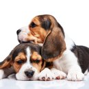 이스턴동물병원 이미지