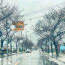 송광사 왕벚나무길 이미지